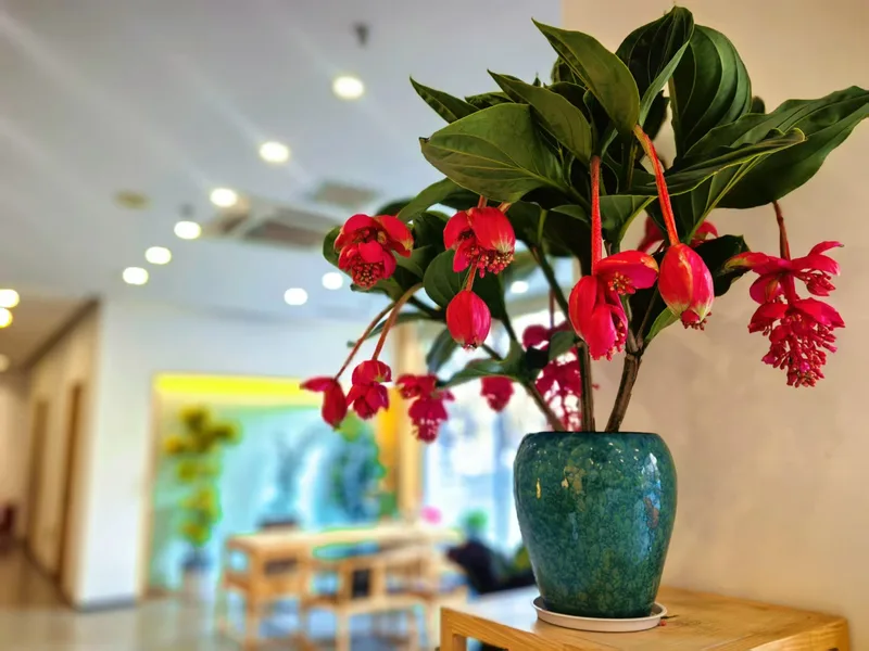 青色花瓶里的红花