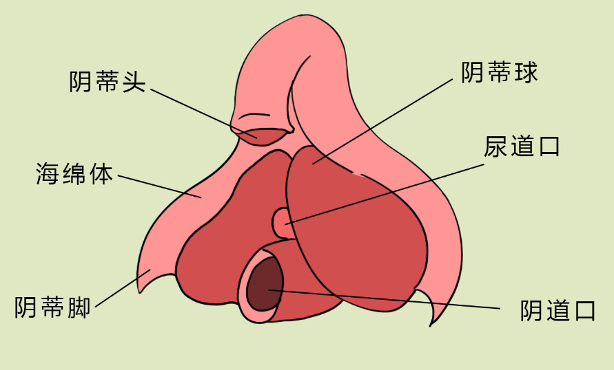 【好手艺医院】阴蒂解剖学矫正