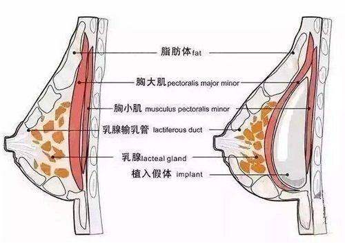 三、上海镜面医疗美容医院：从“樱花焕肤”到“优拉提”，全方面身材管理