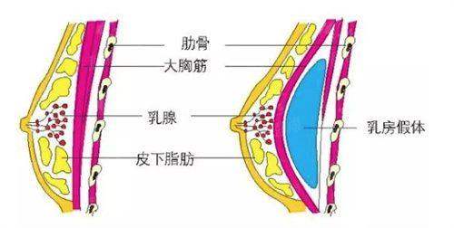 七、广东医 科 大学附属医院(整形外科)：2026年价格表参考与预约挂号攻略